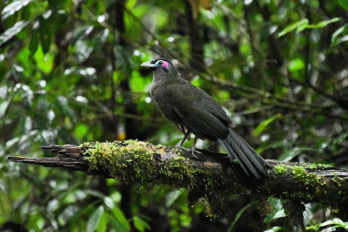 Sumatran Ground-Cuckoo - ML650865785