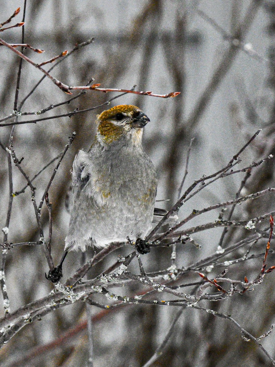 Смеречник тайговий - ML650865789