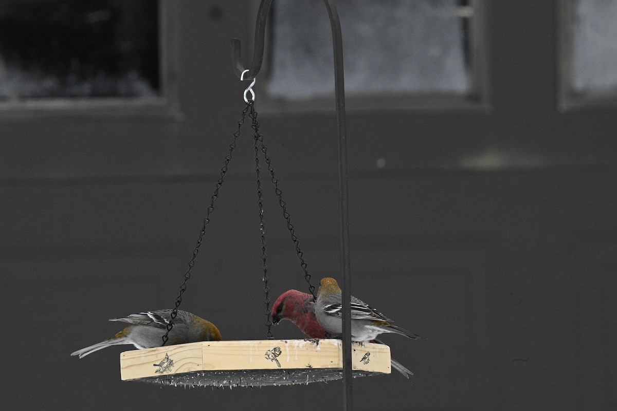 Смеречник тайговий - ML650865791