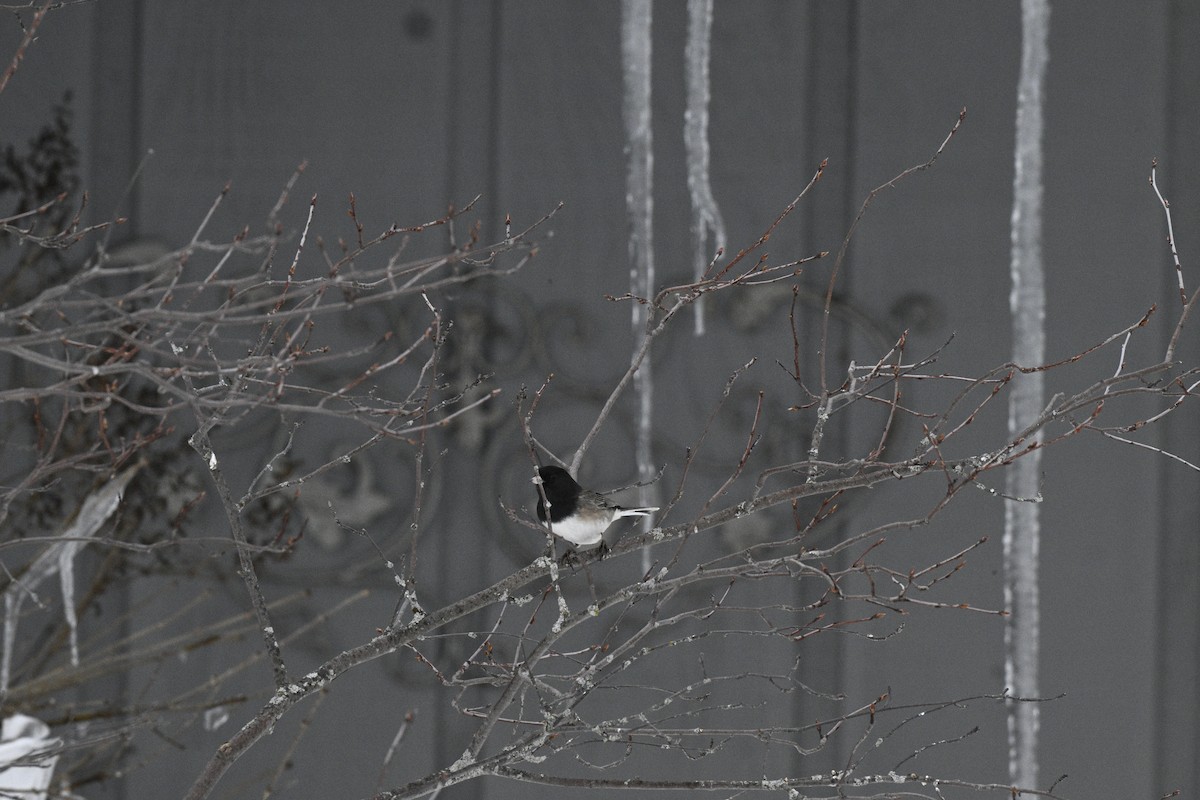 Юнко сірий (підвид hyemalis/carolinensis/cismontanus) - ML650865835