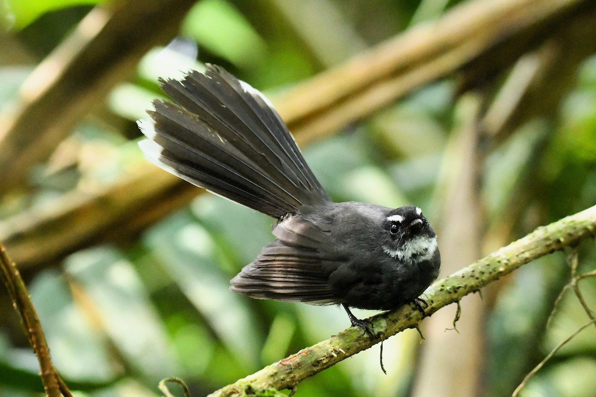 White-throated Fantail - ML650865865