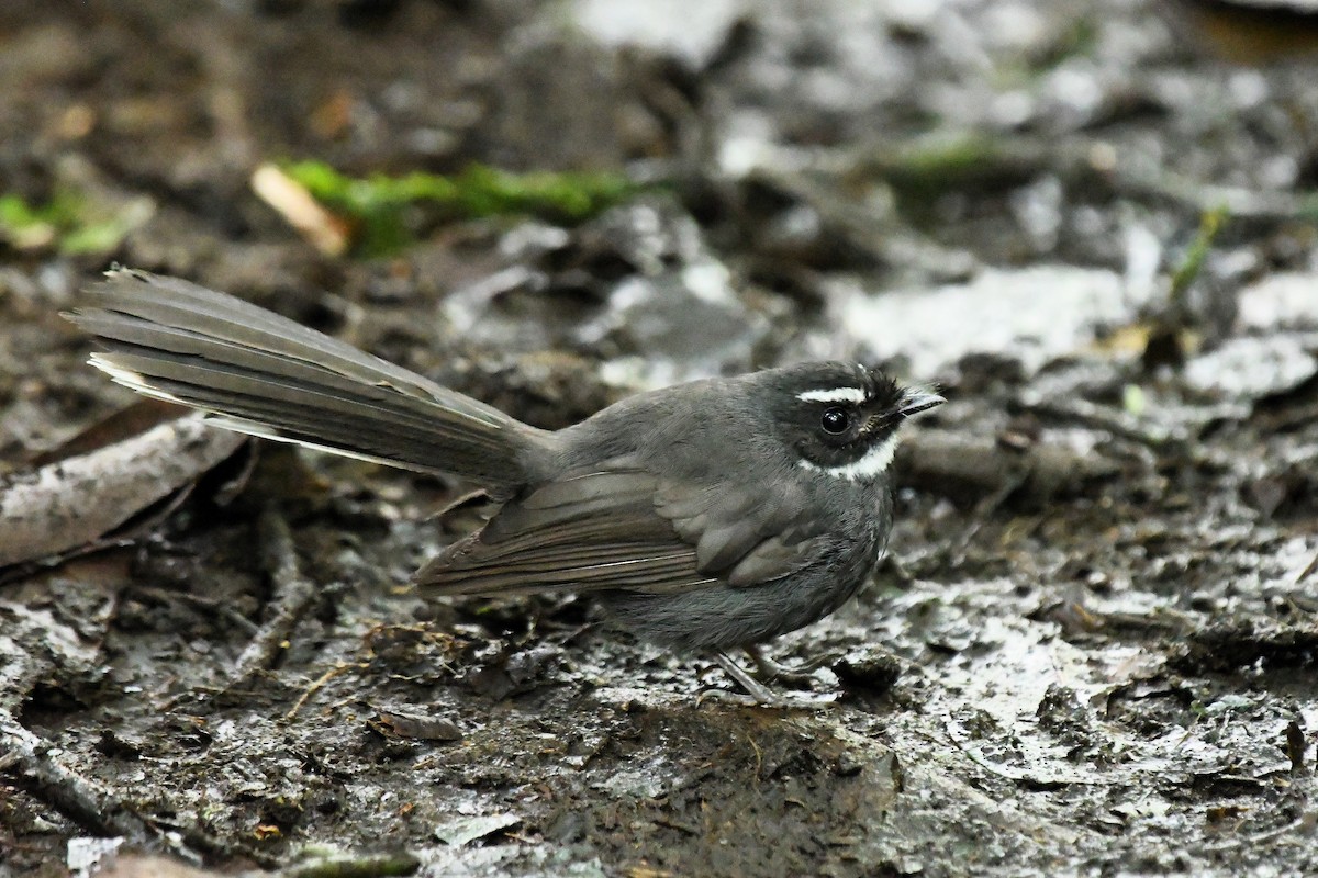 White-throated Fantail - ML650865867