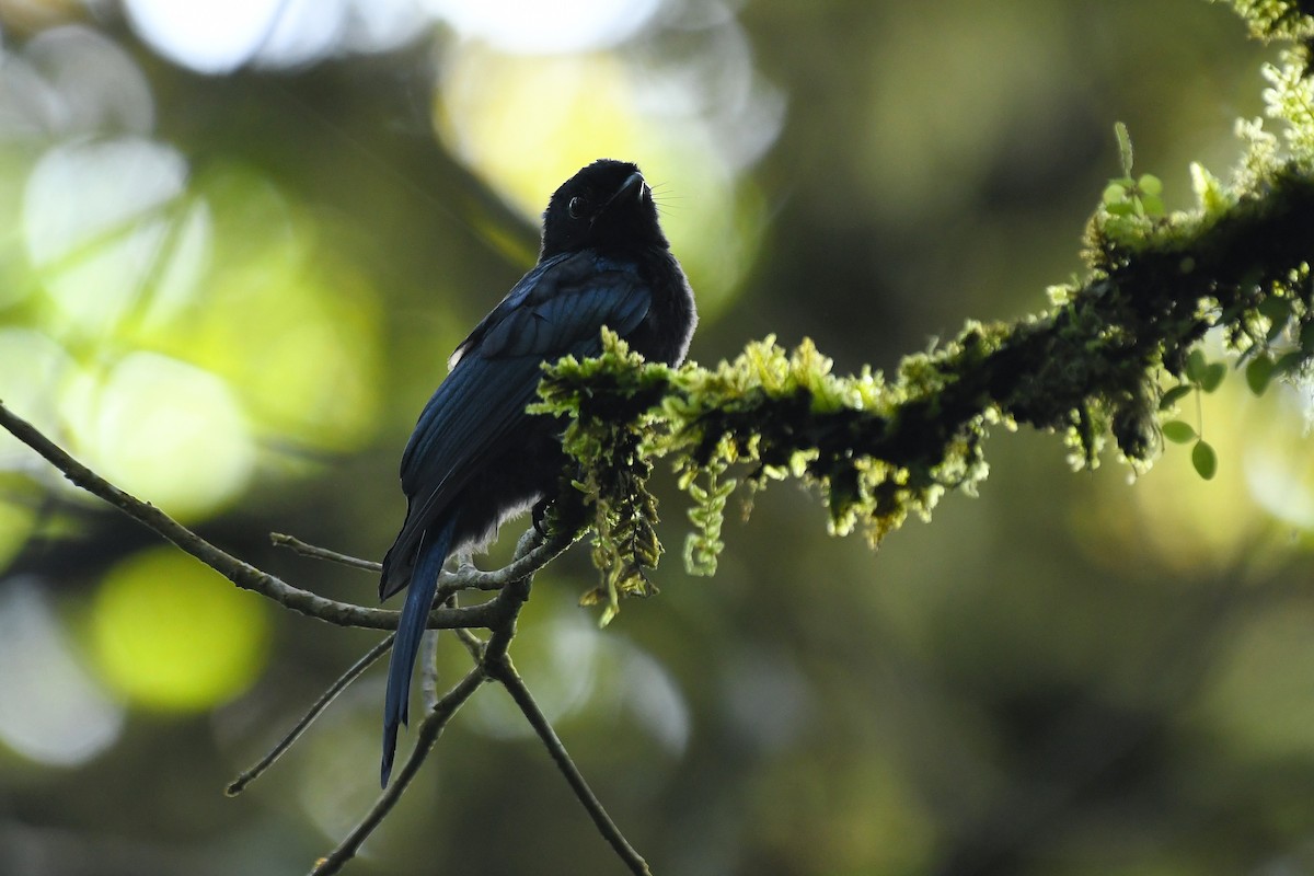 Lesser Racket-tailed Drongo - ML650865871