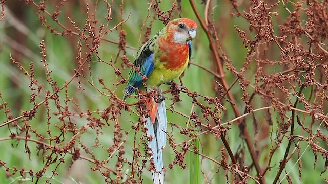 Розела білогорла - ML650865881
