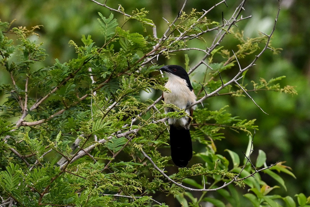 Burchell Kukalı - ML650866124