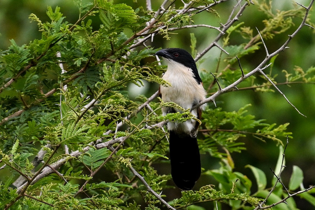 Burchell Kukalı - ML650866128