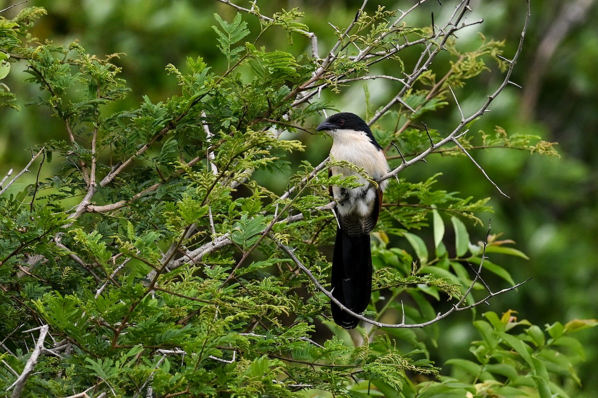 Burchell Kukalı - ML650866134