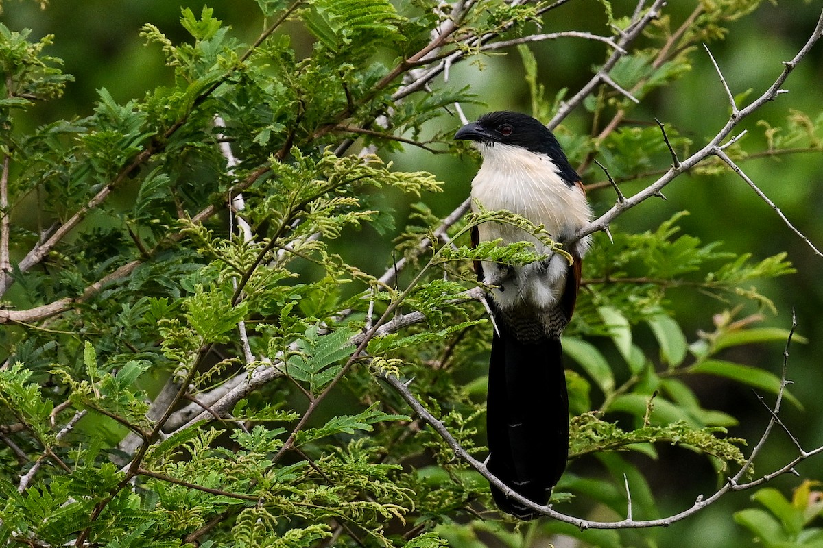 Burchell Kukalı - ML650866140