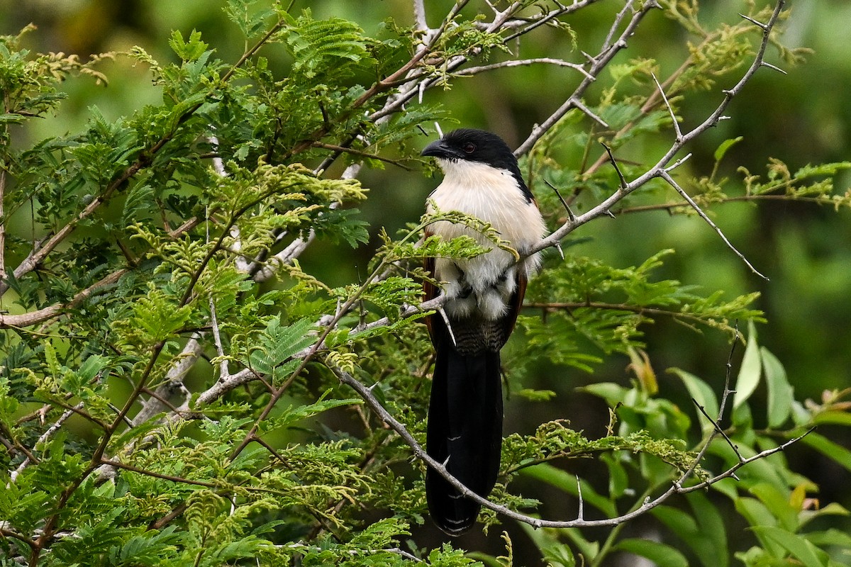 Burchell Kukalı - ML650866155