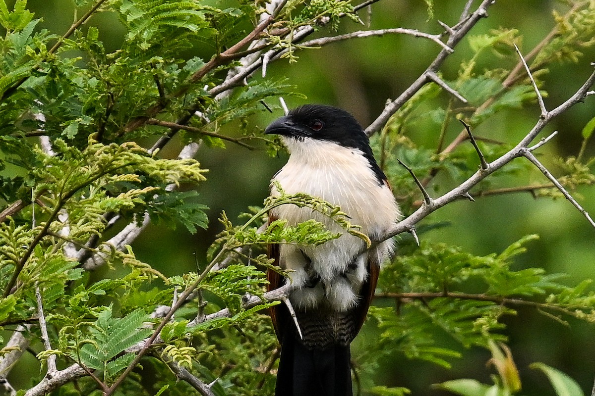 Burchell Kukalı - ML650866208