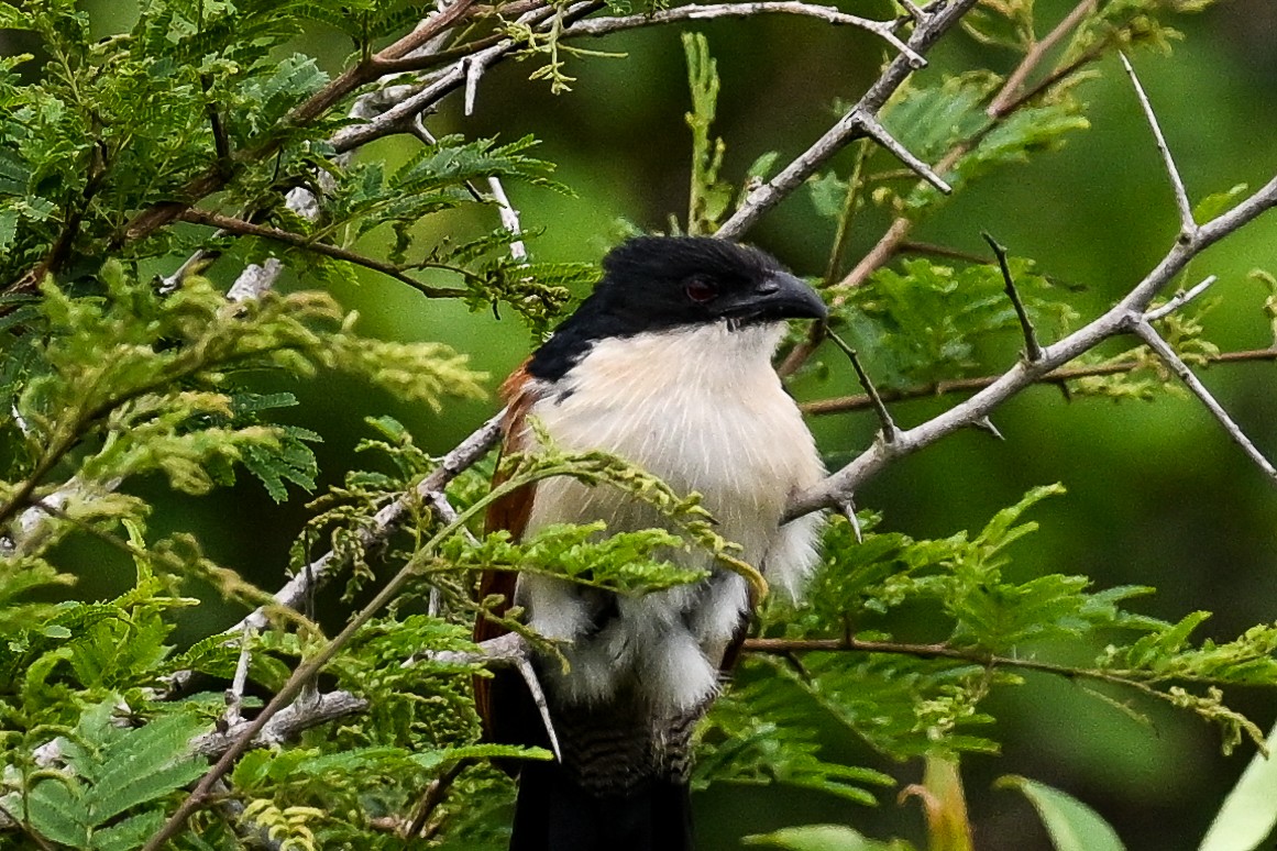 Burchell Kukalı - ML650866210