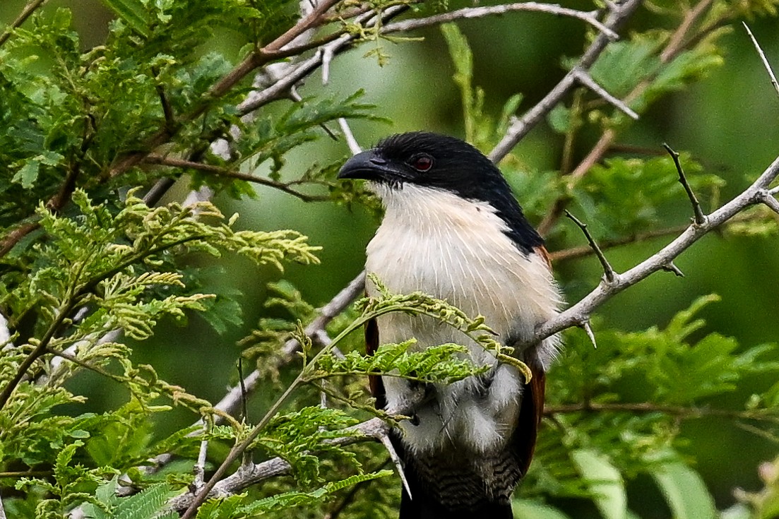 Burchell Kukalı - ML650866212