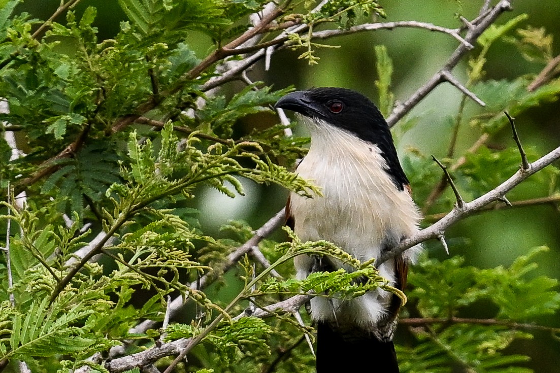 Burchell Kukalı - ML650866214