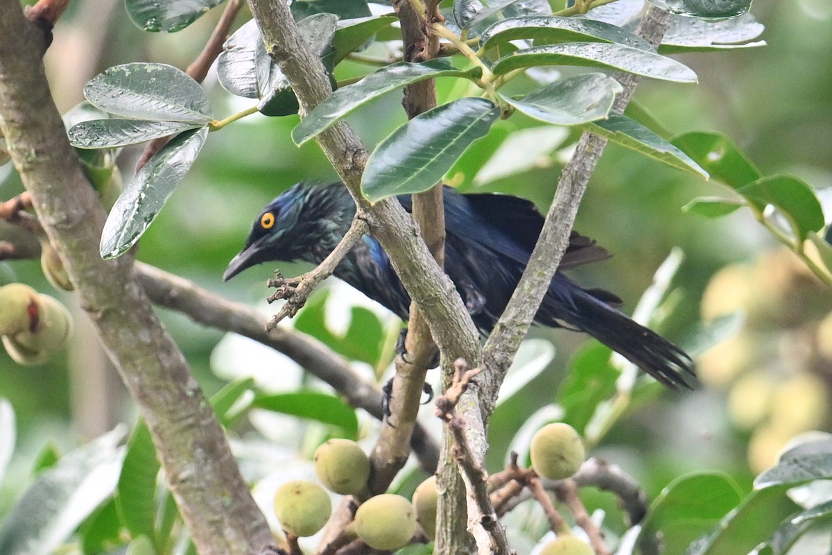 クロハラテリムク - ML650866605