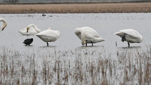Лебедь-кликун - ML650866632