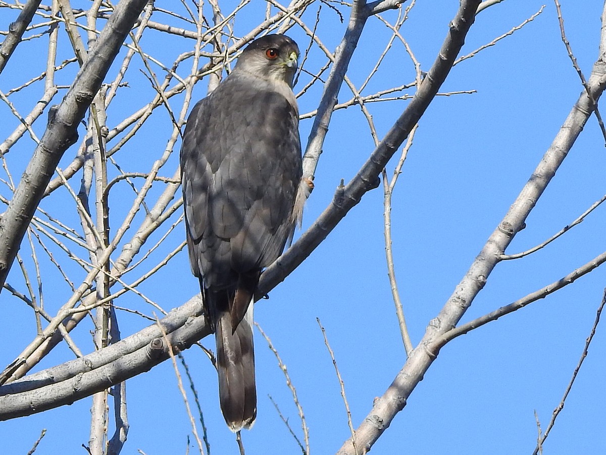 Cooper's Hawk - ML650866649