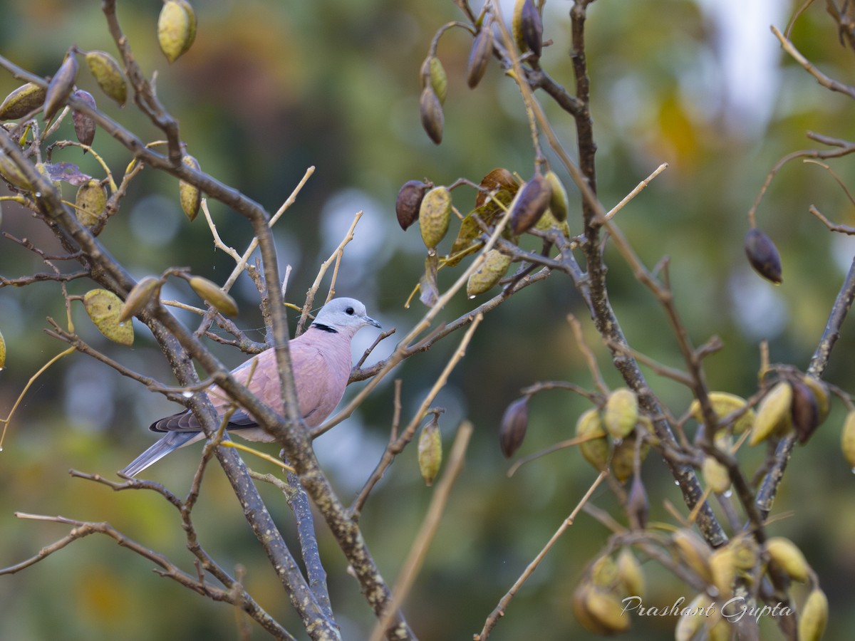 Red Collared-Dove - ML650866650