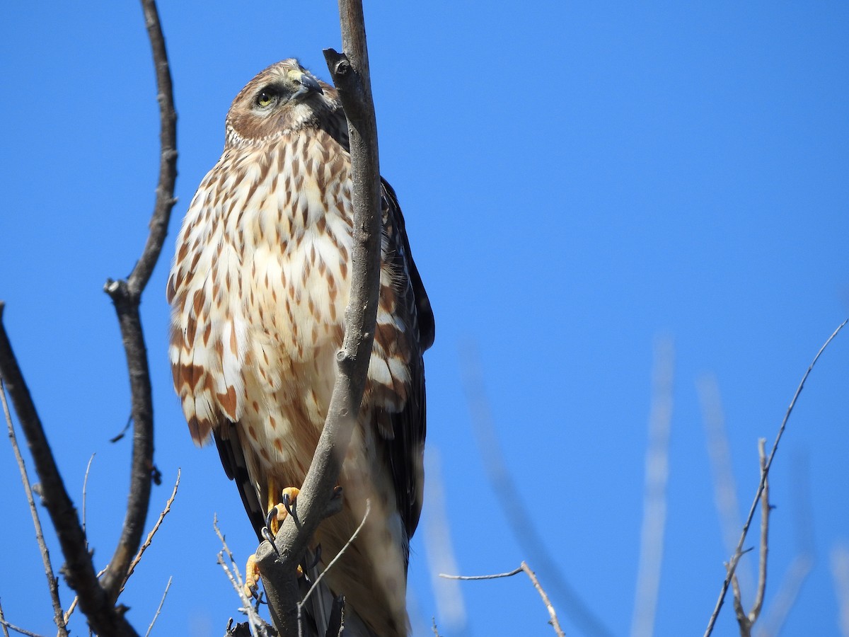 Northern Harrier - ML650866651