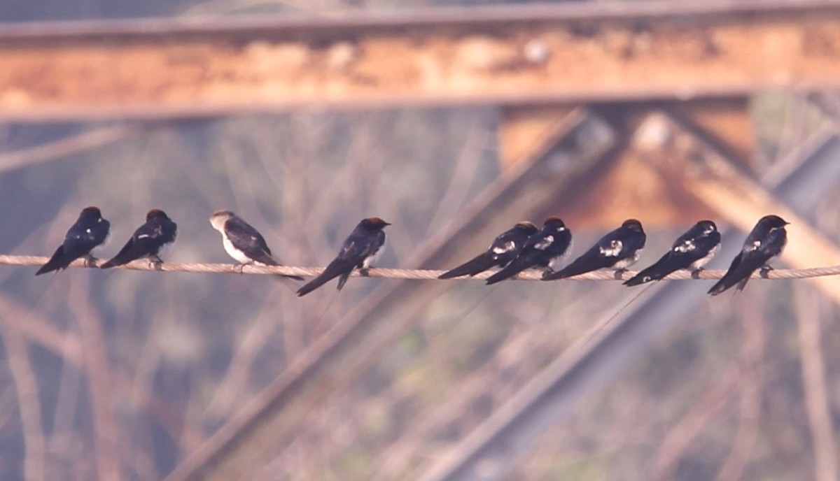 Wire-tailed Swallow - ML650866653