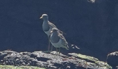 Gray-headed Lapwing - ML650866654