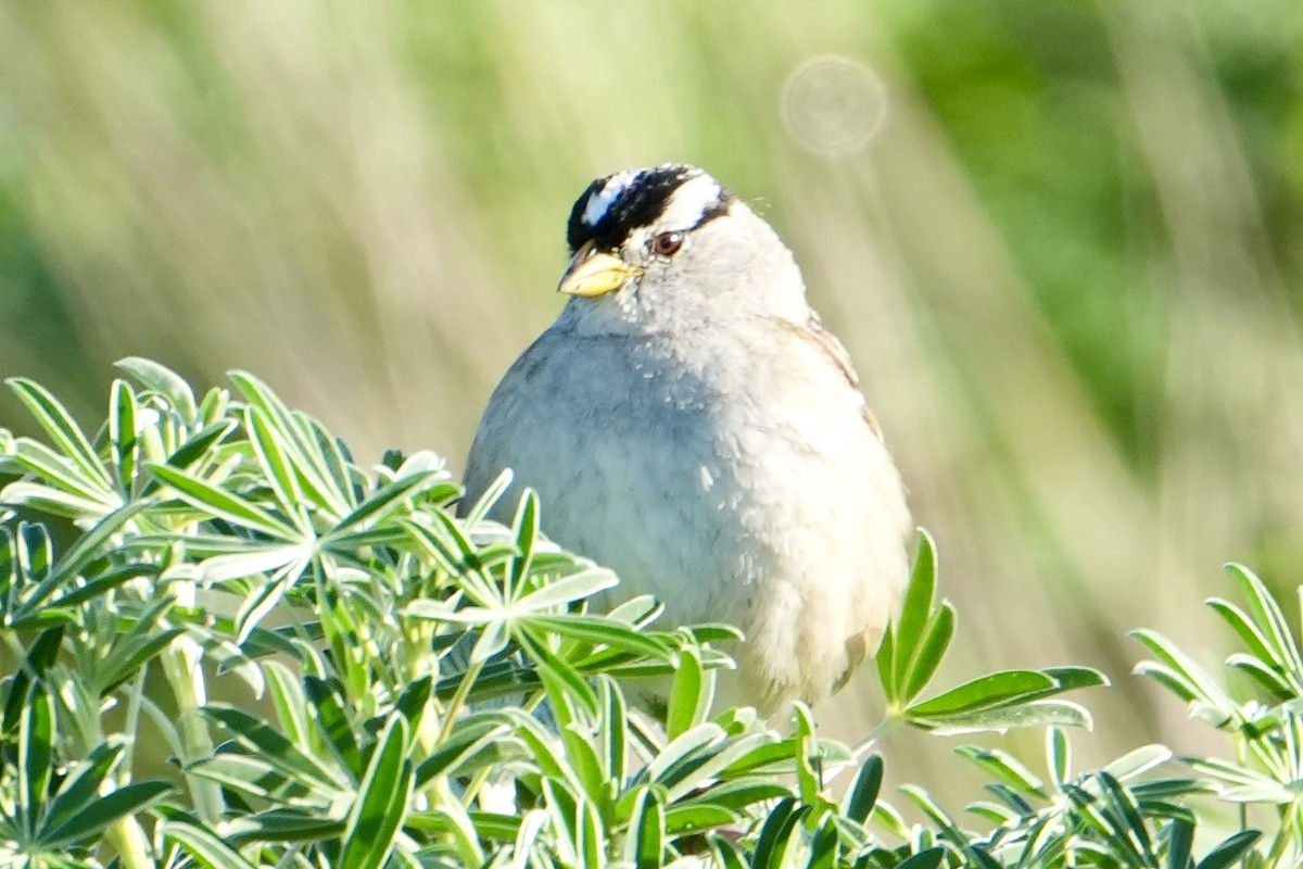 White-crowned Sparrow - ML650866655