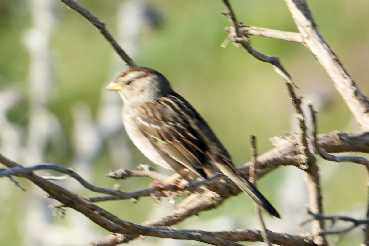White-crowned Sparrow - ML650866656