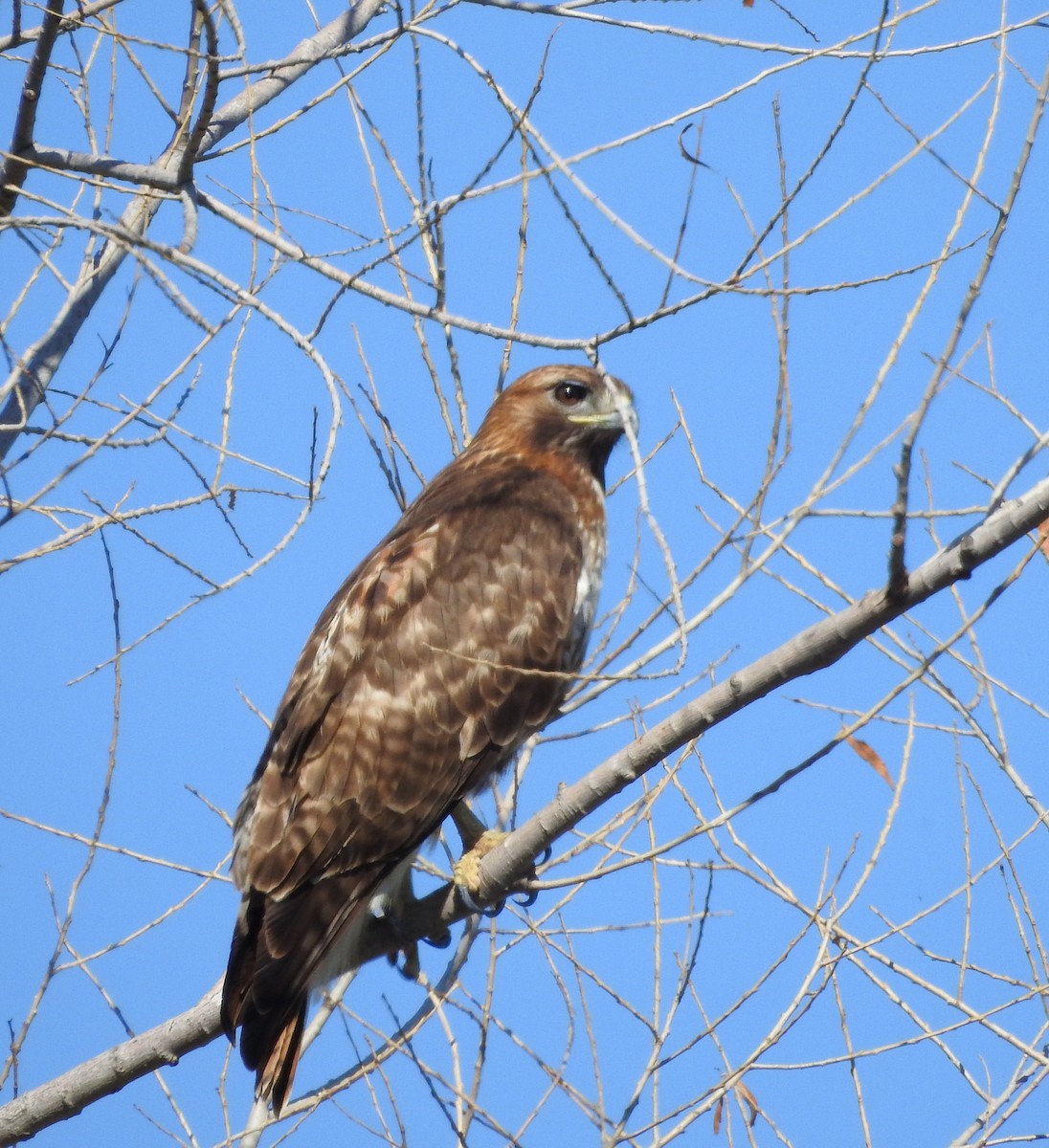 Poiana codarossa - ML650866657