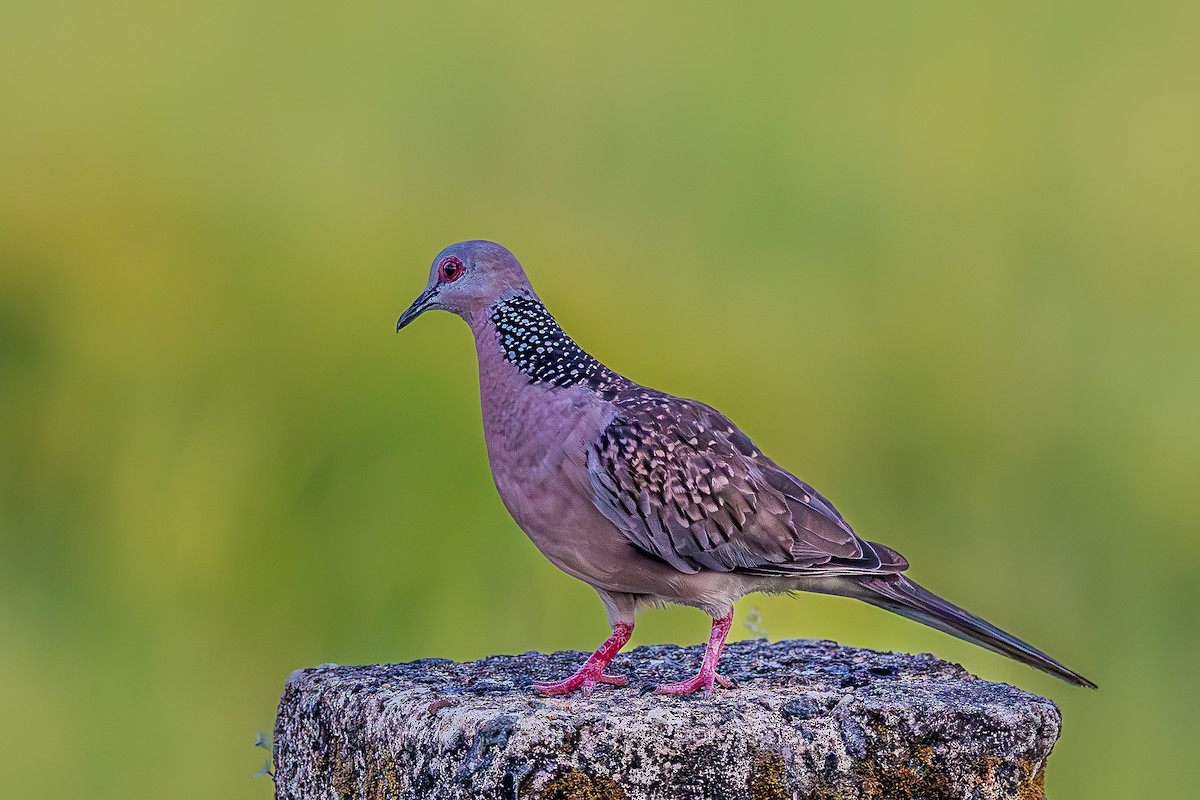 Spotted Dove - ML650866658