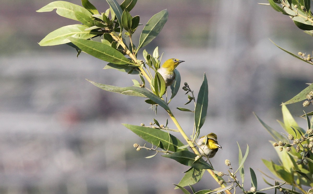 Indian White-eye - ML650866660