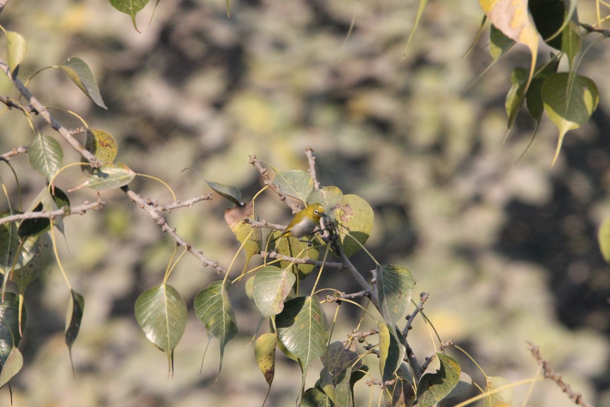 Indian White-eye - ML650866664