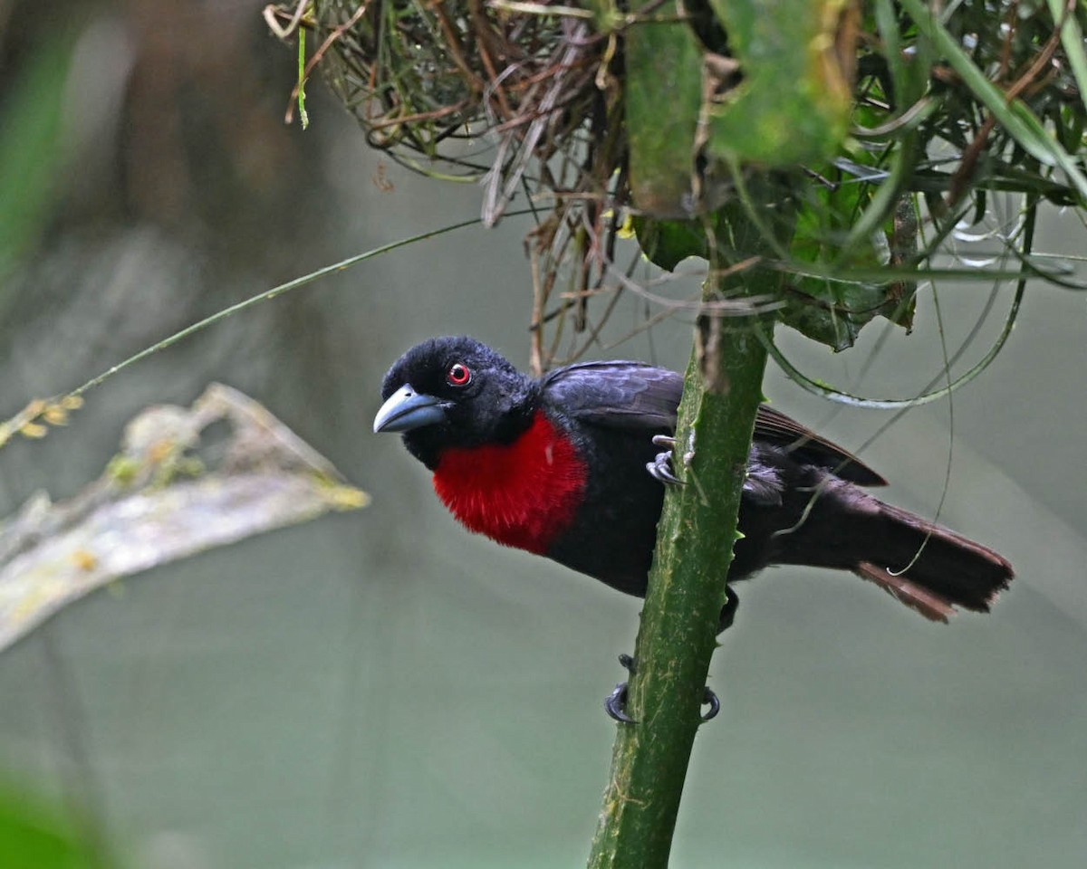 Blue-billed Malimbe - ML650866668