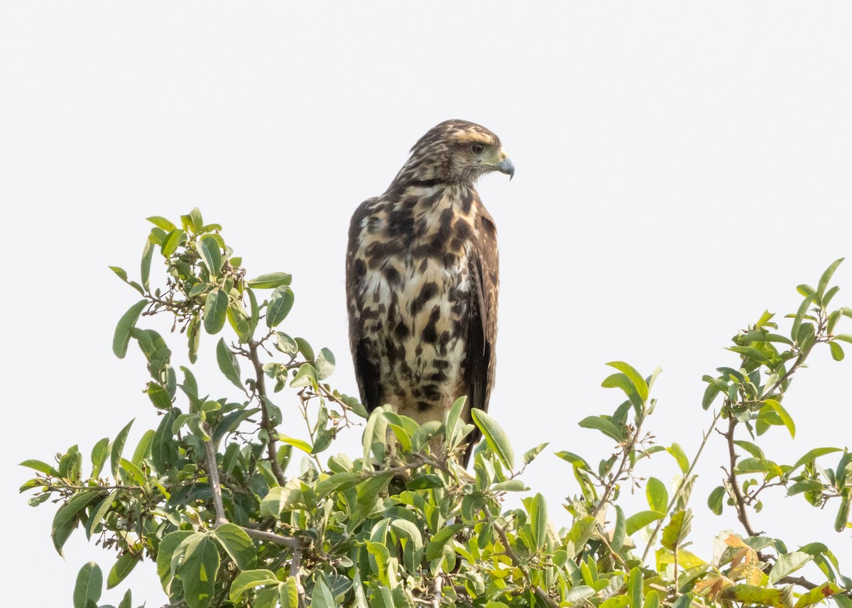 Savanna Hawk - ML650866669