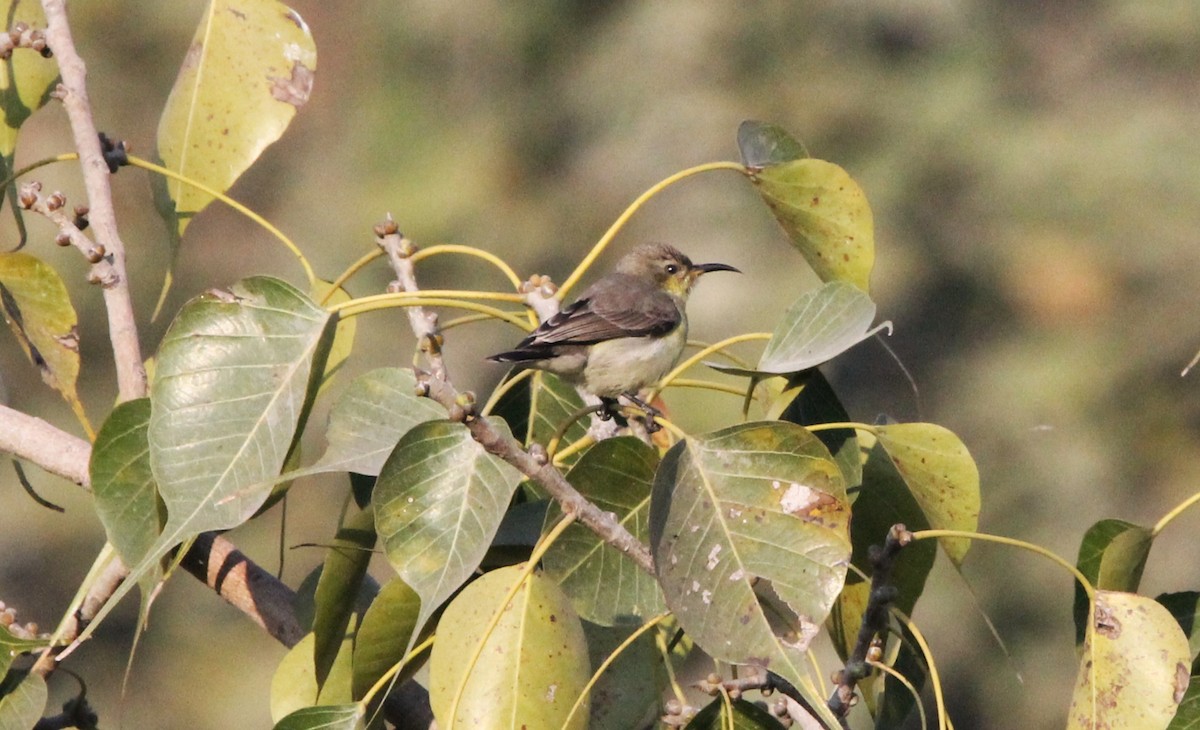 Purple Sunbird - ML650866670