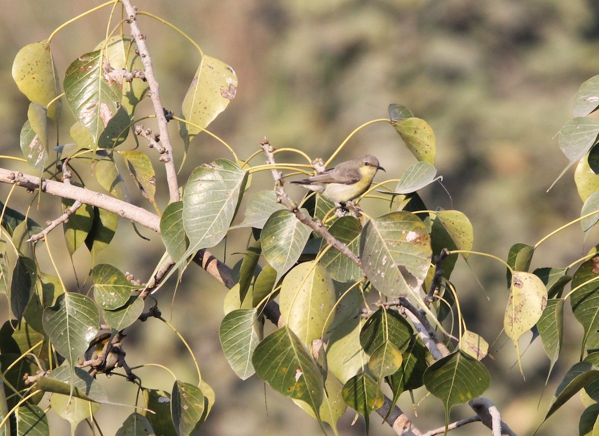 Purple Sunbird - ML650866671