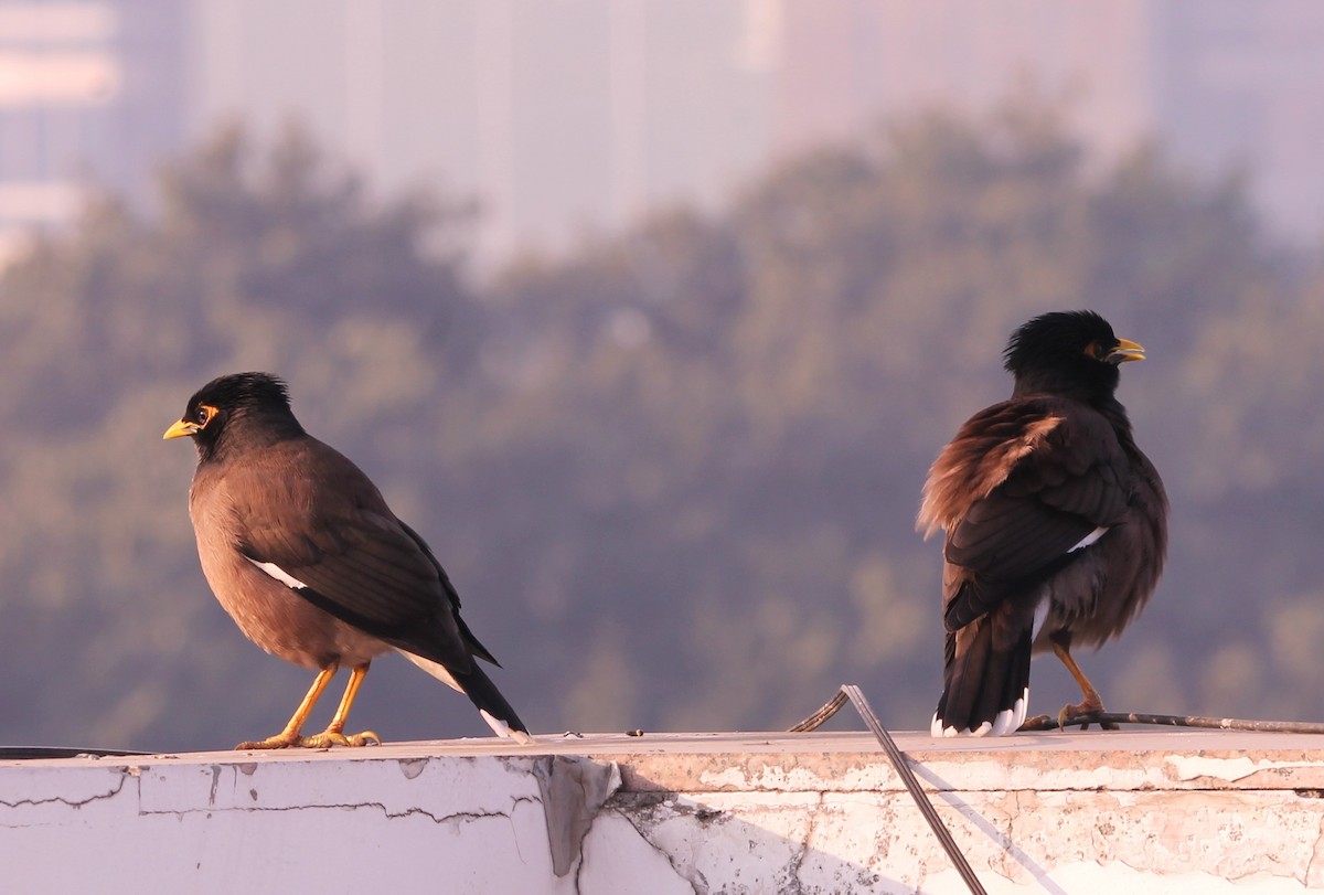 Maina comune - ML650866674