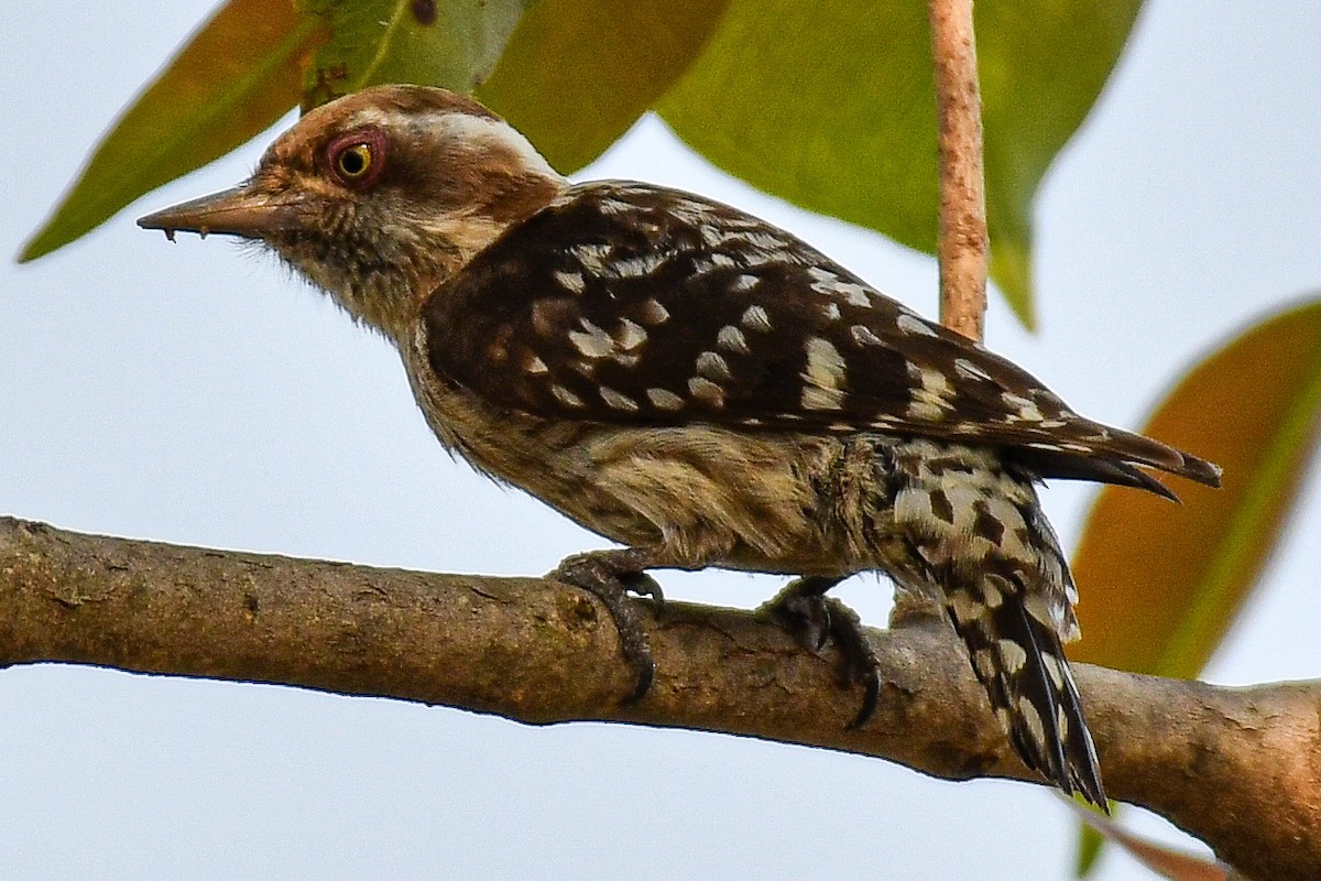 Brown-capped Pygmy Woodpecker - ML650866675