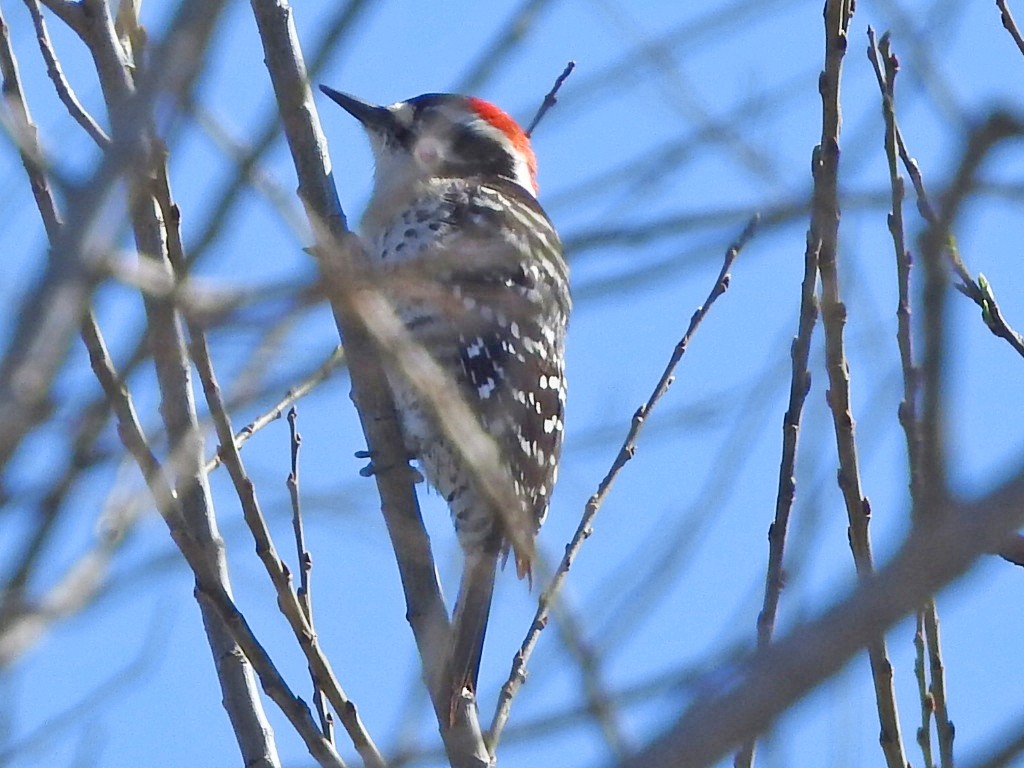 Nuttall's Woodpecker - ML650866676