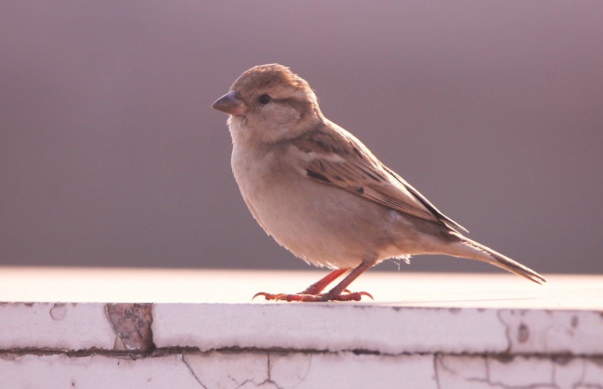 Passera oltremontana - ML650866677