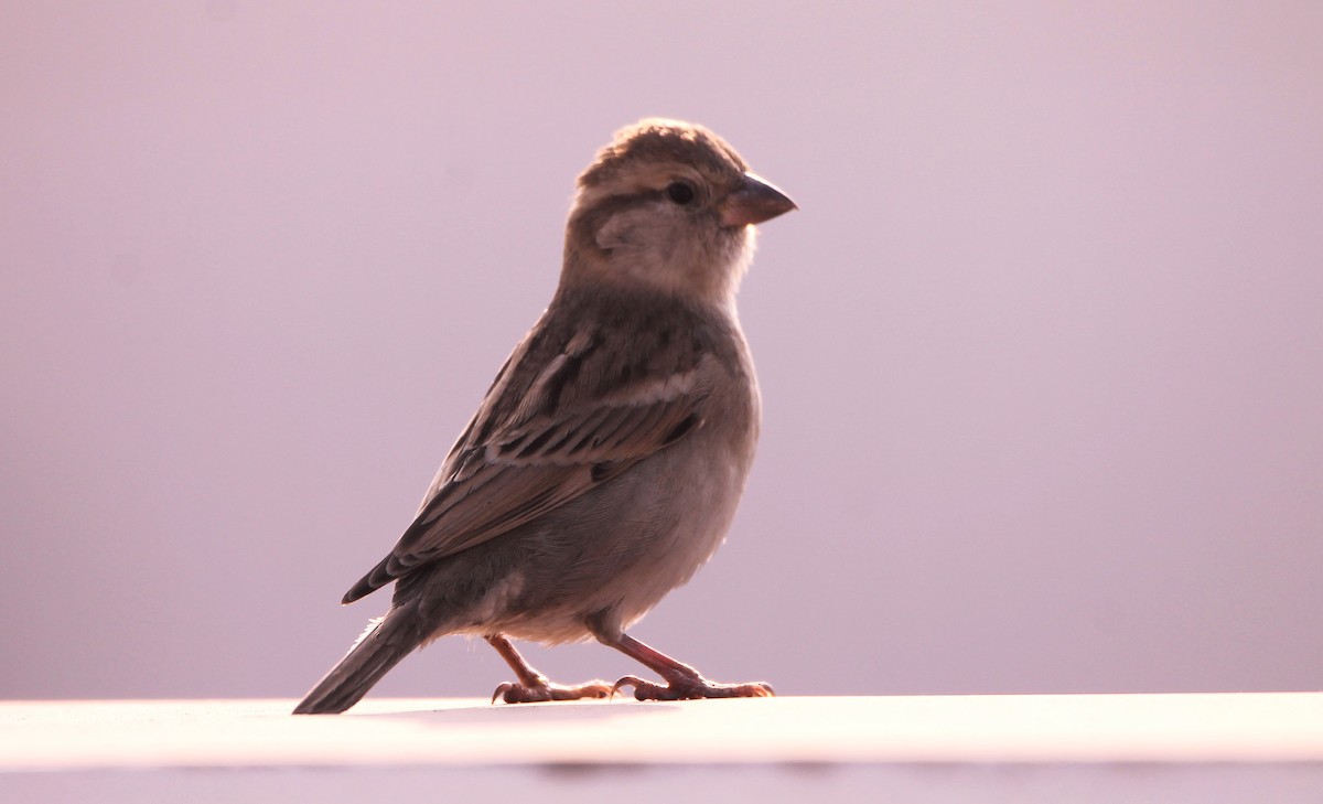 Passera oltremontana - ML650866678