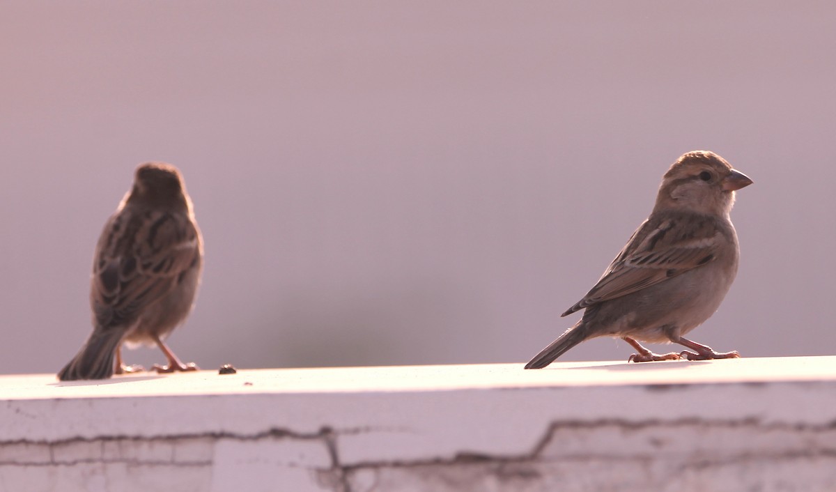 Passera oltremontana - ML650866679