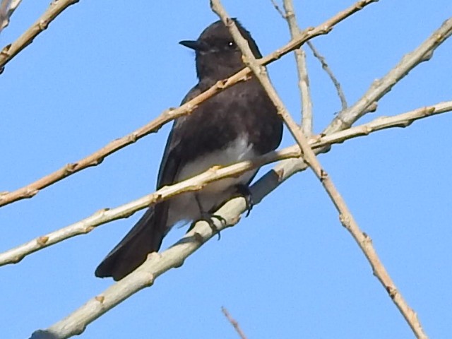 Black Phoebe - ML650866682