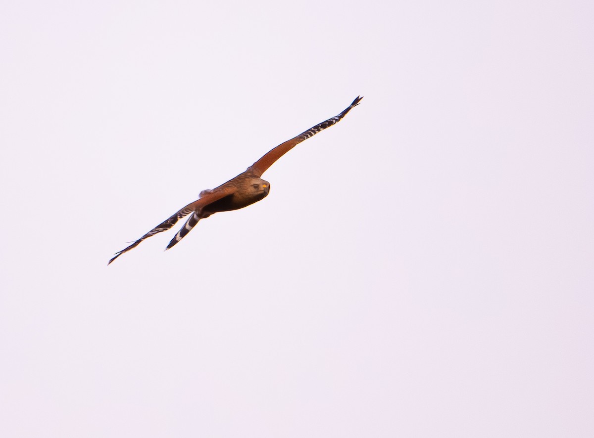 Red-shouldered Hawk - ML650866684