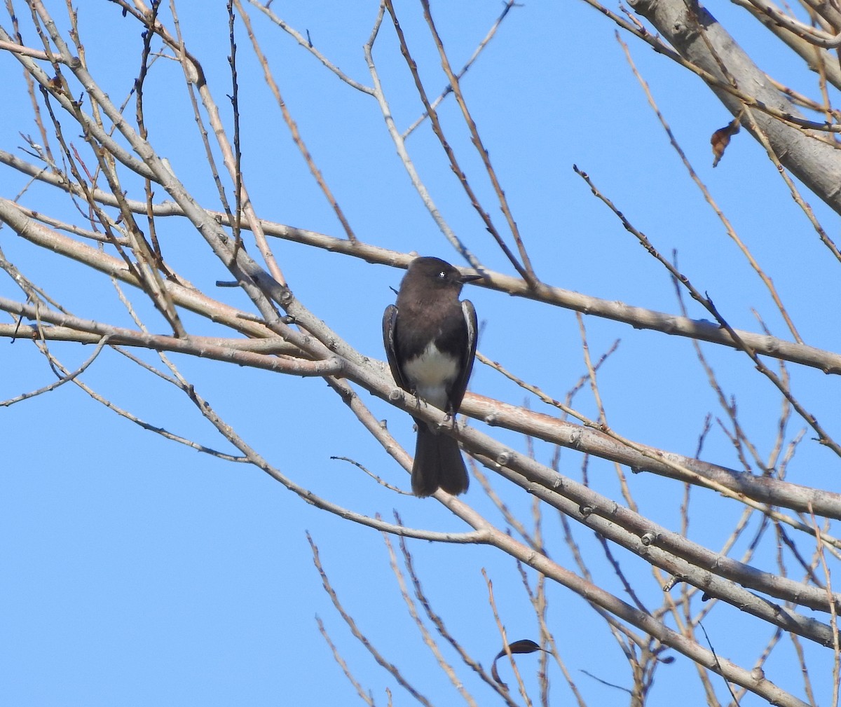 Black Phoebe - ML650866685