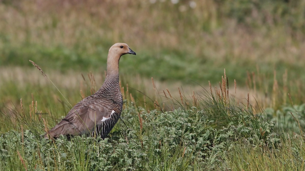 Upland Goose - ML650866782