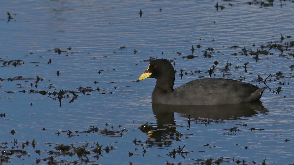Red-gartered Coot - ML650866786