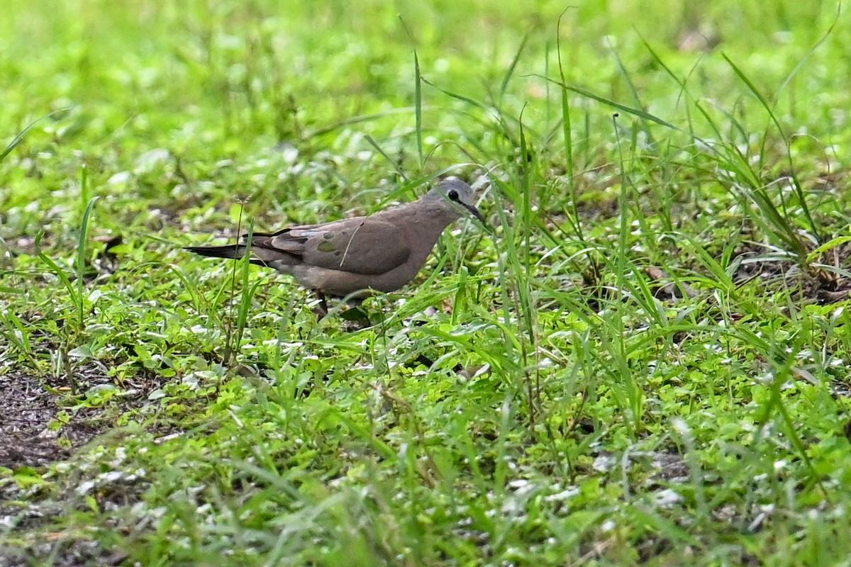 ミドリマダラバト - ML650866798