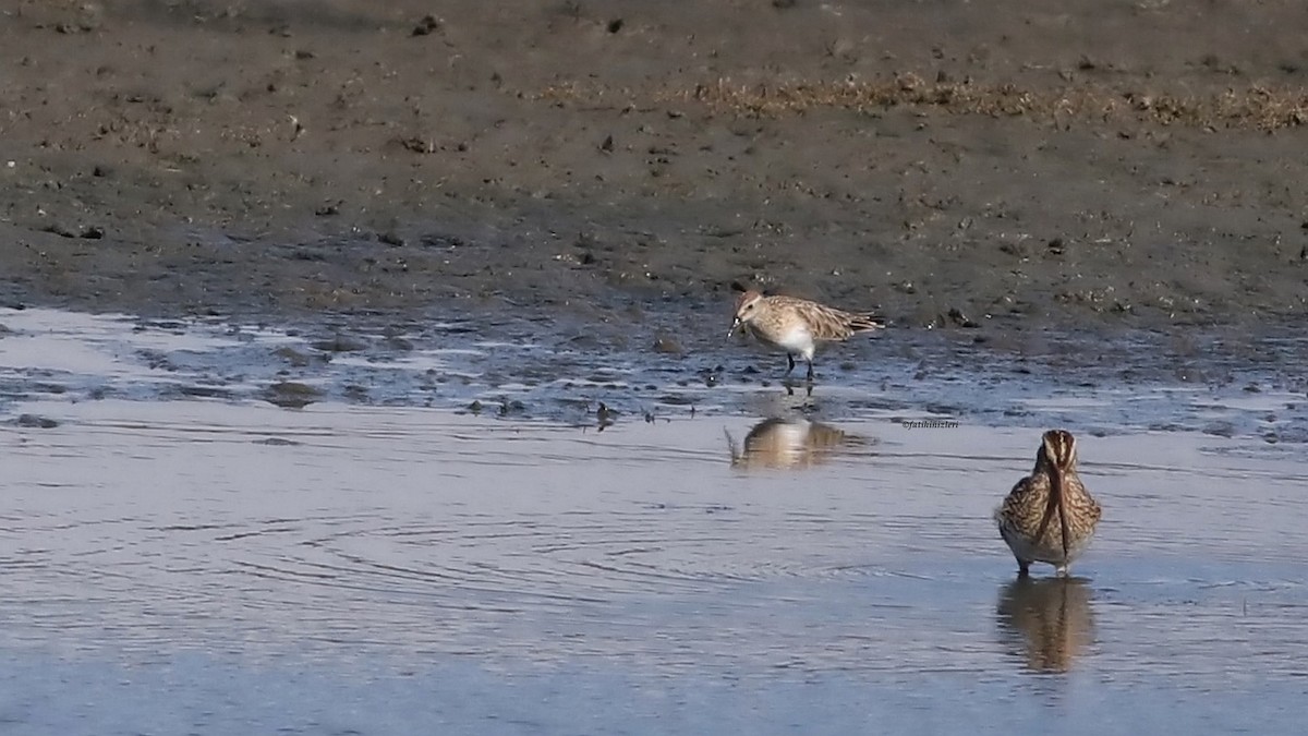 חופית בירד - ML650866799