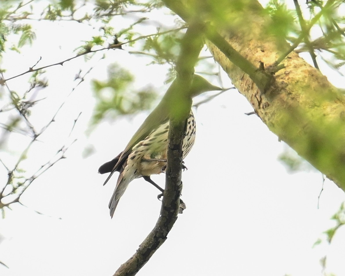 シロハラムクドリ - ML650866800