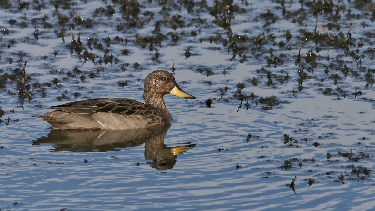 שרשיר צהוב-מקור - ML650866807