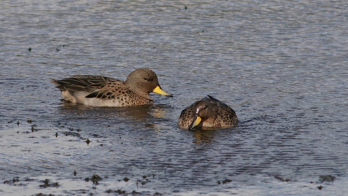 שרשיר צהוב-מקור - ML650866817
